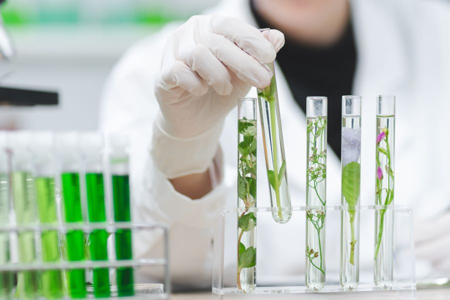 Person doing research on botanicals